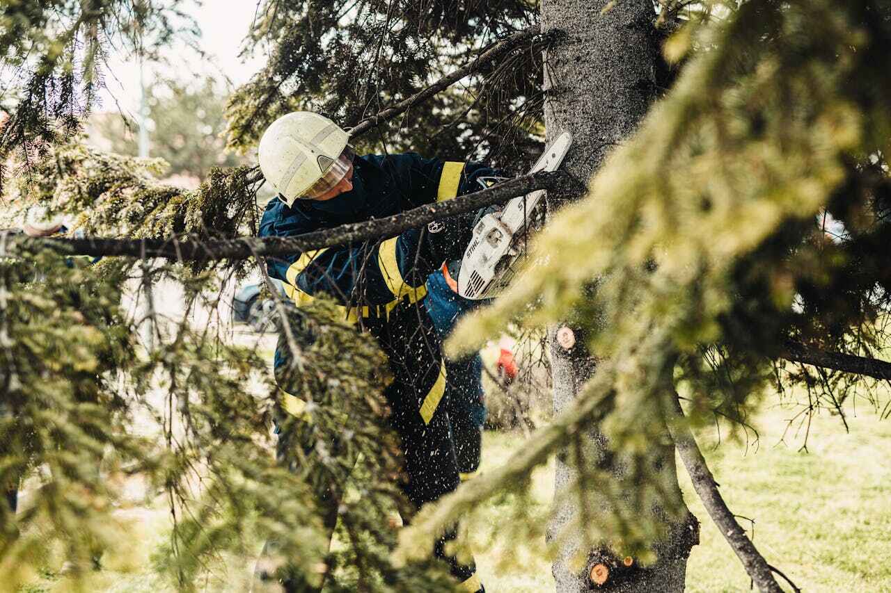 The Steps Involved in Our Tree Care Process in Anahuac, TX